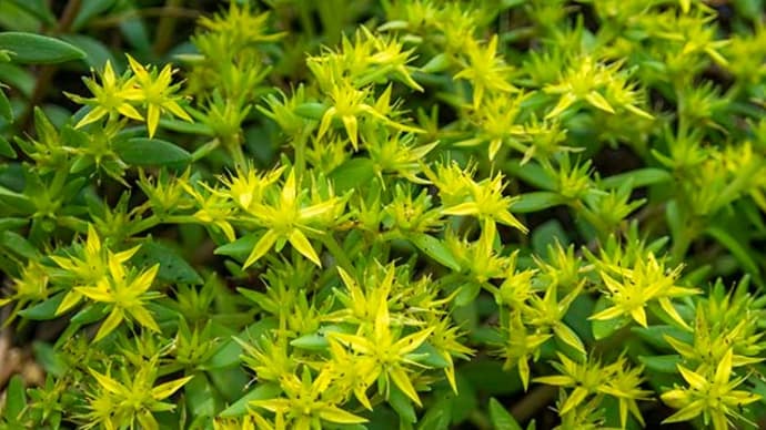 ウォーキングで見かける花々