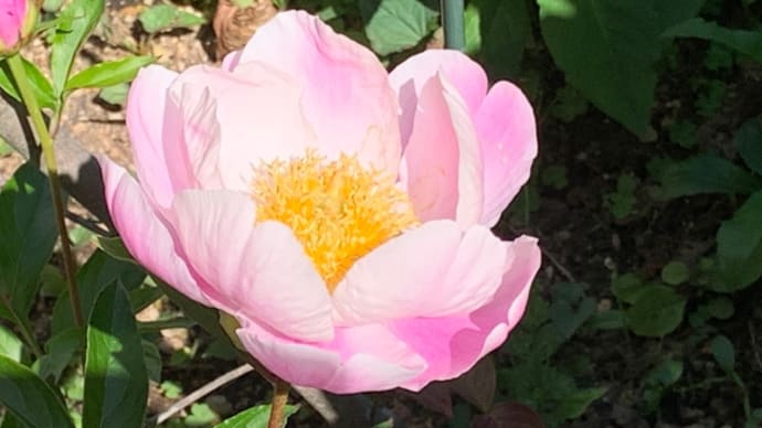 立てば芍薬