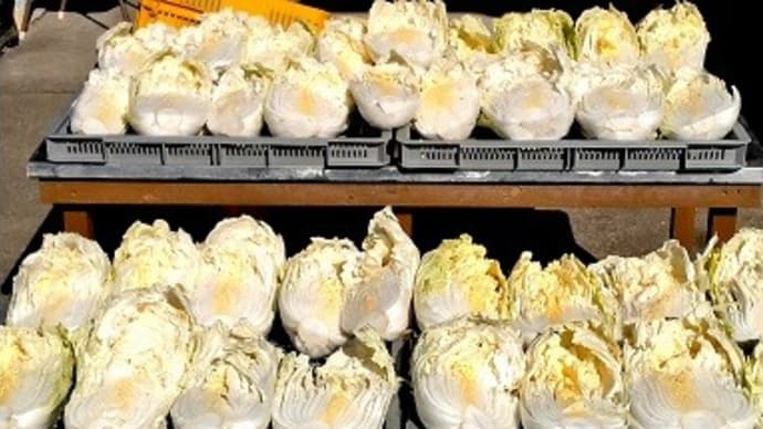 白菜漬け込み 34kg