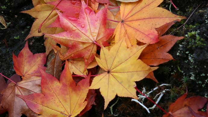 秋の紅葉、追想/北海道2-1