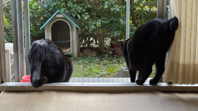 夕方の黒猫ダブル