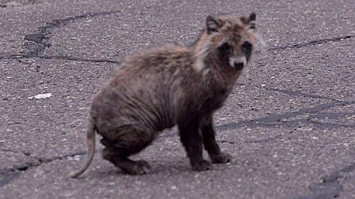 お隣さん、タヌキ夫婦