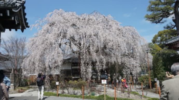 自転車で巡る京の桜。枝垂れ桜の「本満寺」「水火天満宮」。京の冬の旅「妙蓮寺」、さらに植物園へ