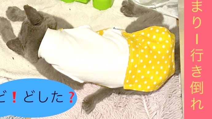 ううう〜、、、気圧低くて寝込むネコの図、、、ね、眠い🙀