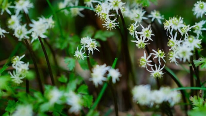 セリバオウレンとウメの花(板橋区立赤塚植物園 2025.3.1撮影)