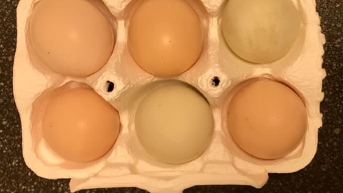 烏骨鶏の卵🥚とハムスターの暴走〈英訳付〉