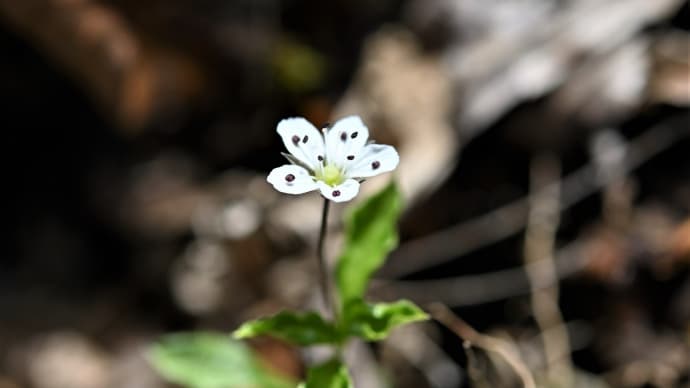 白岩山 初夏の山野草、ワチガイソウや ナツトウダイなど・・ 開花状況(2021年5月)