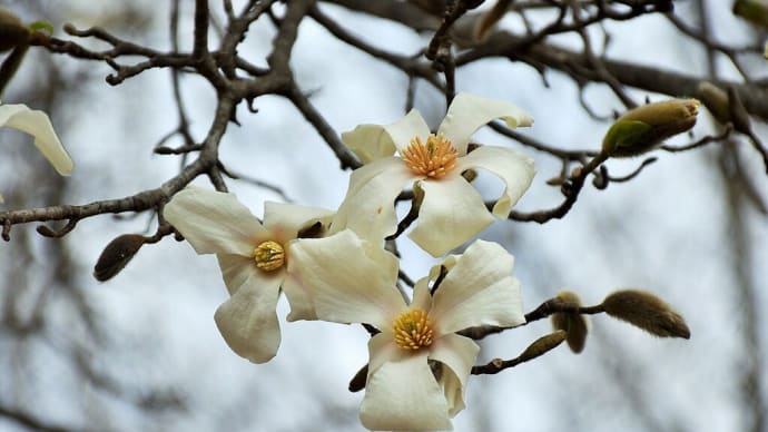 春めき桜狩り 神奈川県南足柄市怒田 南足柄市運動公園(3)でかいコブシ