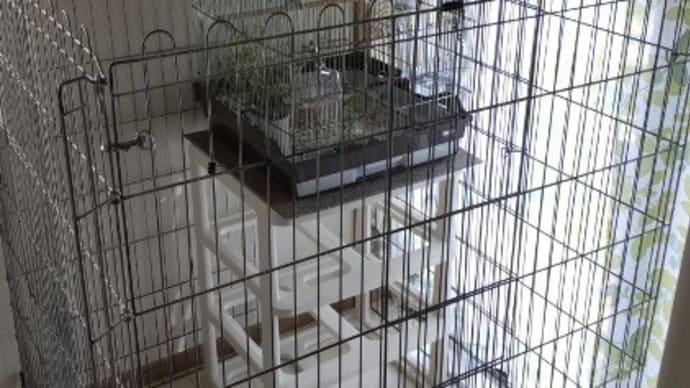 手乗りインコの青ちゃん