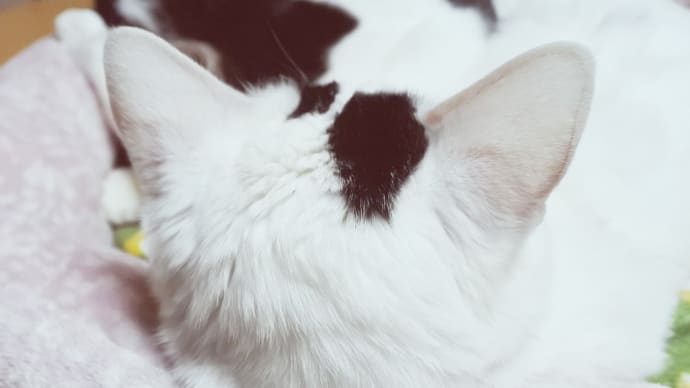 むぼうび