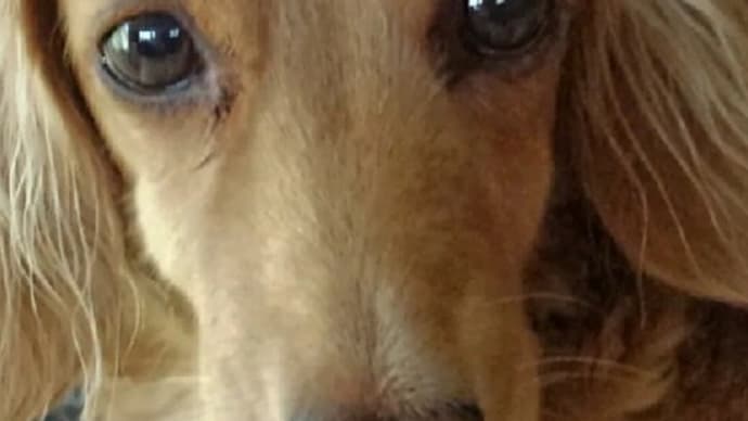 愛犬は虹の橋を渡った／散歩でカワセミ
