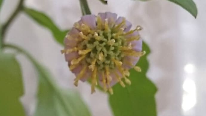 コヨメナみんなくるりと丸まって