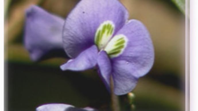 おすすめの紫陽花のスポットは・・・北山の資福寺です。