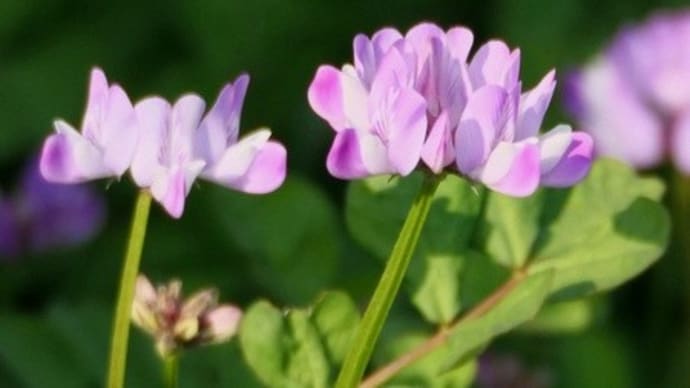 レンゲの花など♪(3月21日)