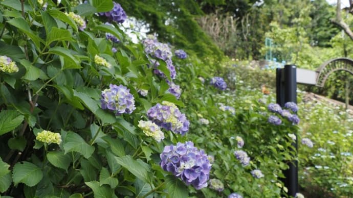 紫陽花が咲き始めましたね♪