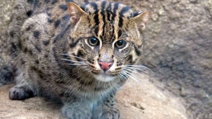 神戸の猛獣たち