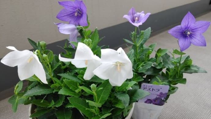 何だか・・・しんどいなぁ