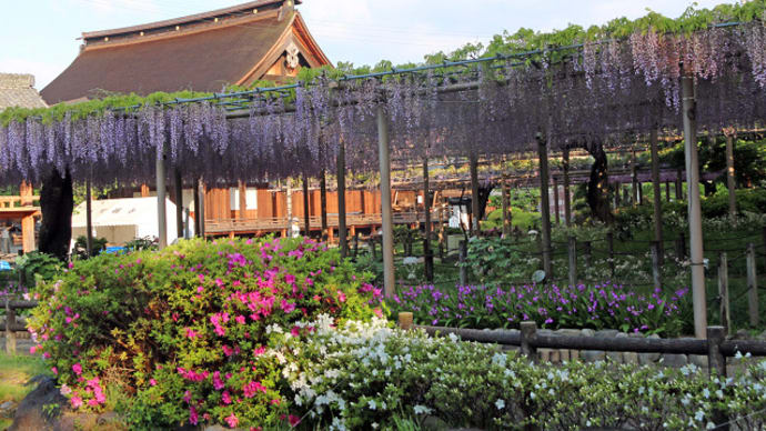 江南市 曼陀羅寺の藤 5