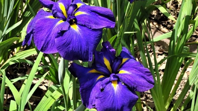 鶴舞公園・菖蒲園