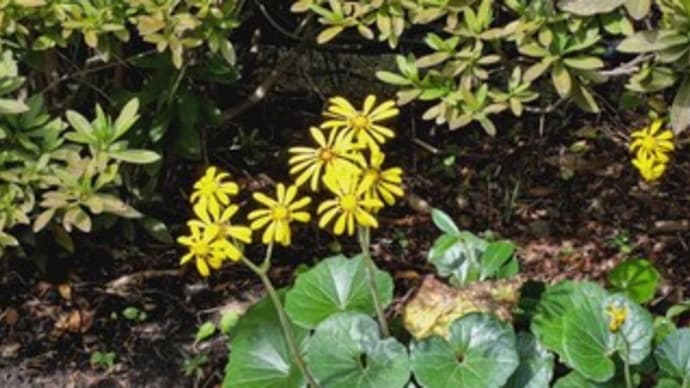 11月のお花といえば