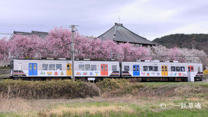 駅標を見上げれば滝糸桜