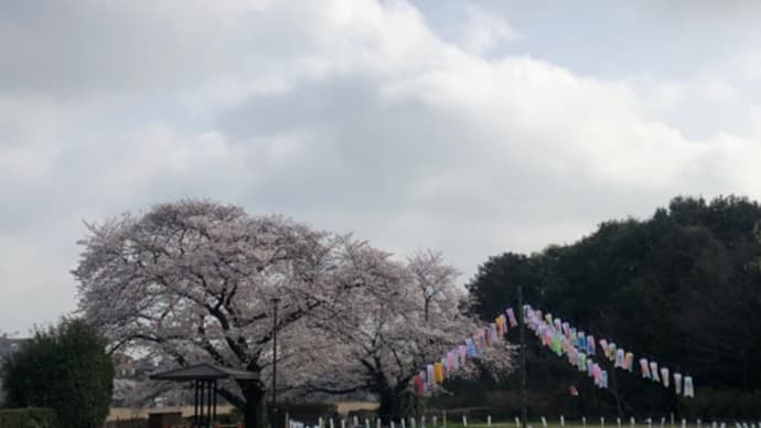 春ウラランド🌸