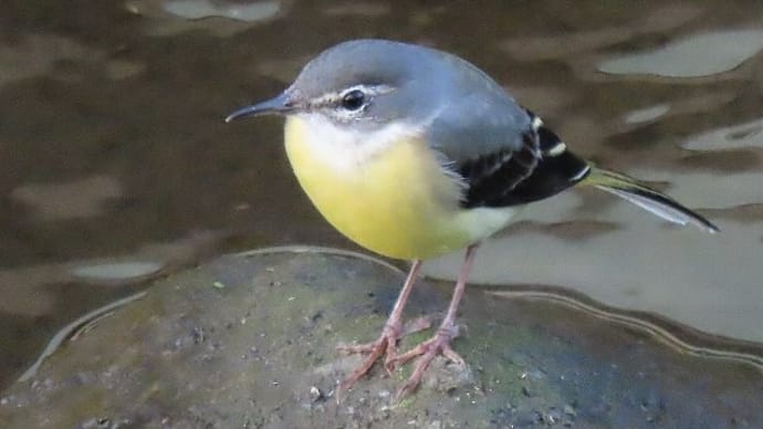 水辺で出合った野鳥たち