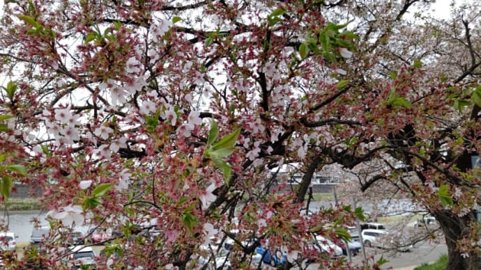 葉桜、そして花の名前