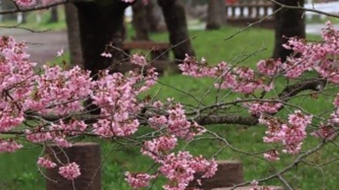 井川　国花苑の桜