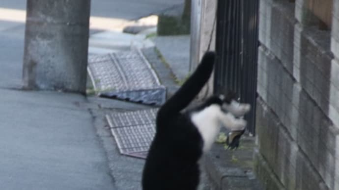 一発芸