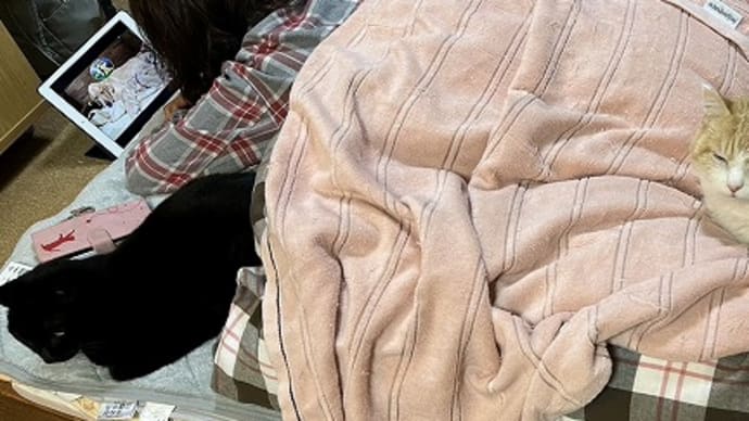 もふもふ度アップ