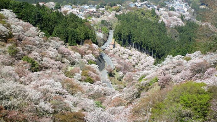 世界遺産・吉野山の千本桜