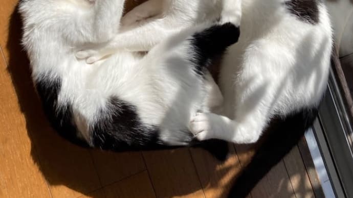 くんず&ほぐれつ