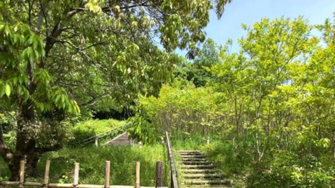 新緑迷路〜🌳