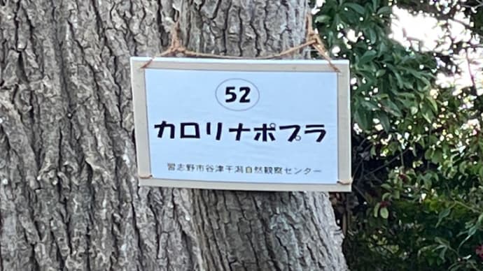 このポプラの木