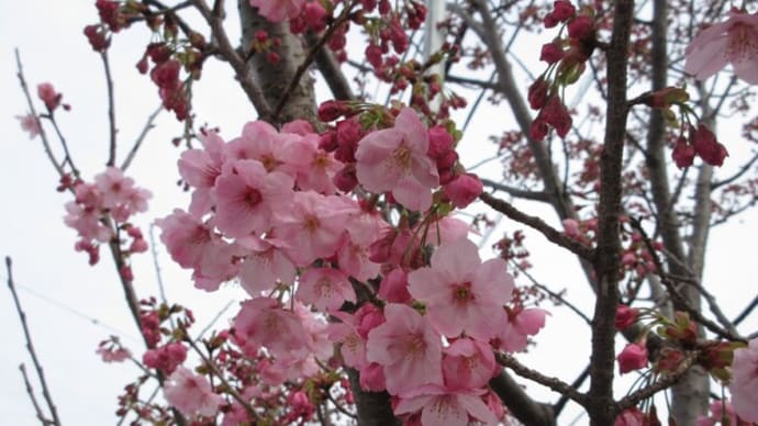 陽光桜咲く