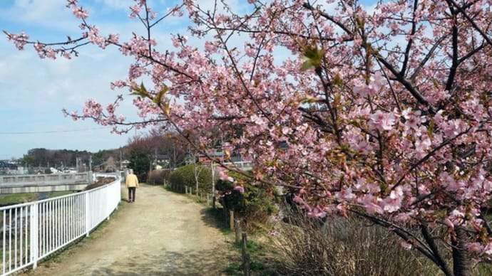 ・ 土手の桜並木が見頃です 宮沢遊水池 2020