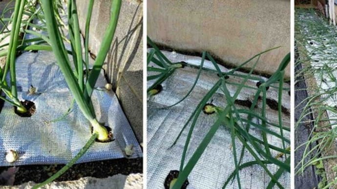 玉ねぎ膨らみかけているけど