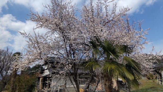 四月だあ~花が・・・💦