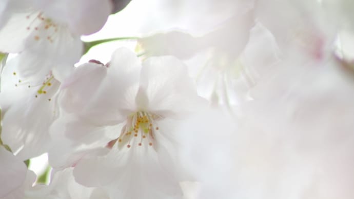 今年の桜