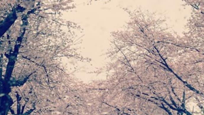 雨桜