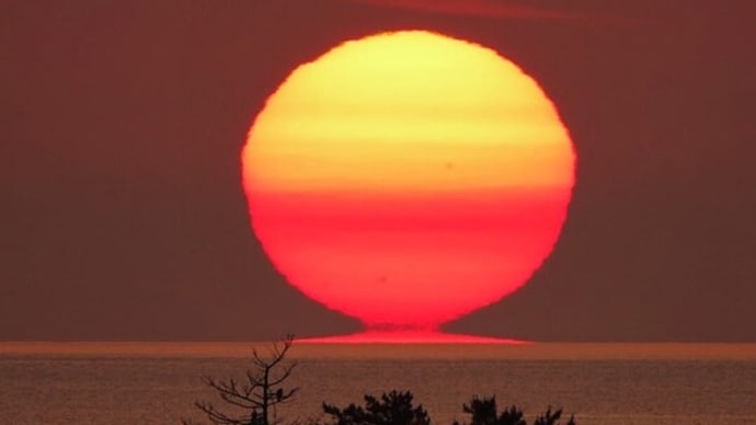 達磨太陽(朝陽) 2024年だるま朝日16号 6月14日