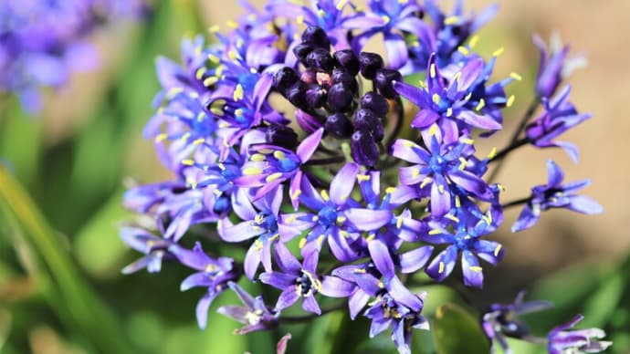 青紫色の美しいお花