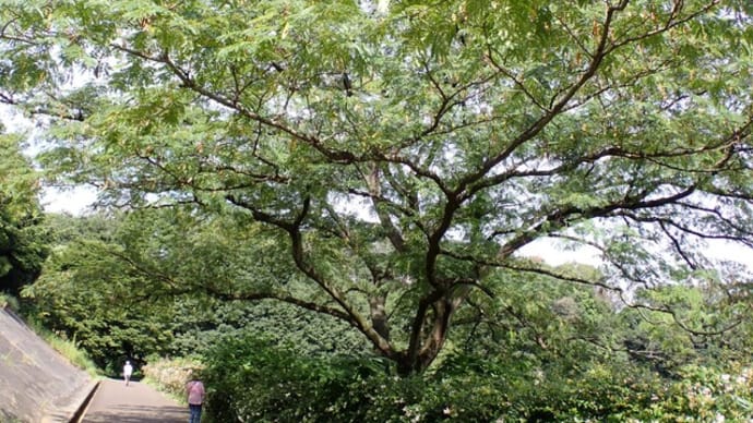 秋の植物ウォッチング