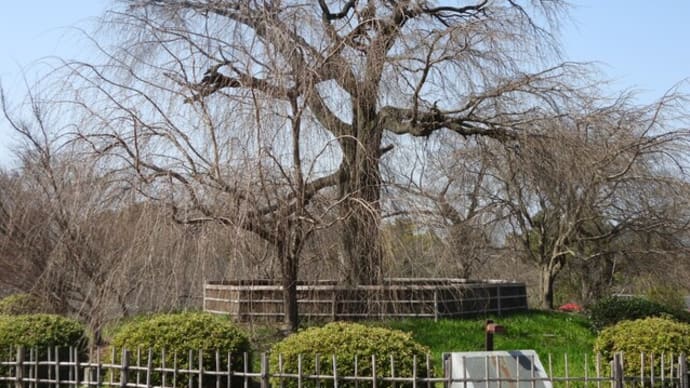 春の丸山公園にて・・・