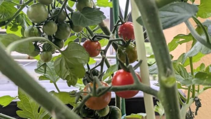 「ミニトマト」🍅収穫