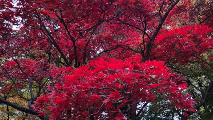 秋雨明けの甲府。紅葉も進んでます。