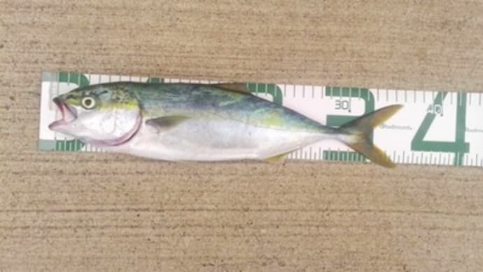鹿島魚釣り園、青物釣行と記念日