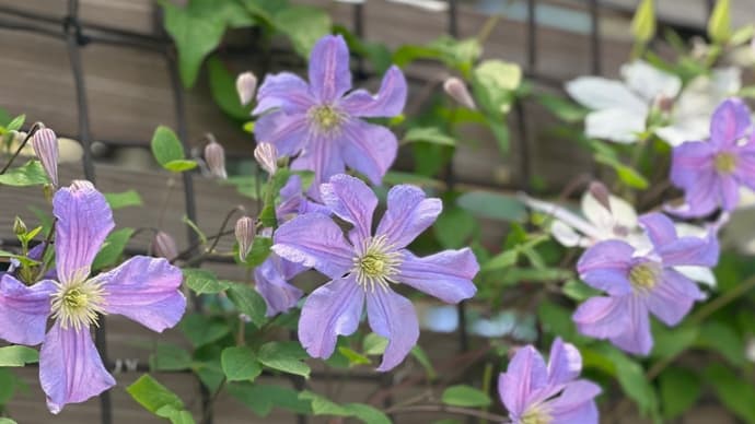 5月の庭は白とピンクと紫と…