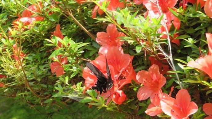 錦帯橋の菖蒲園